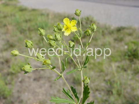 cinquefoil, silvery